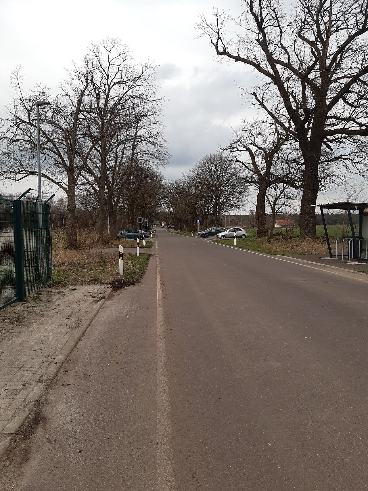 Alte Birkenallee am Friedhof muss weg!