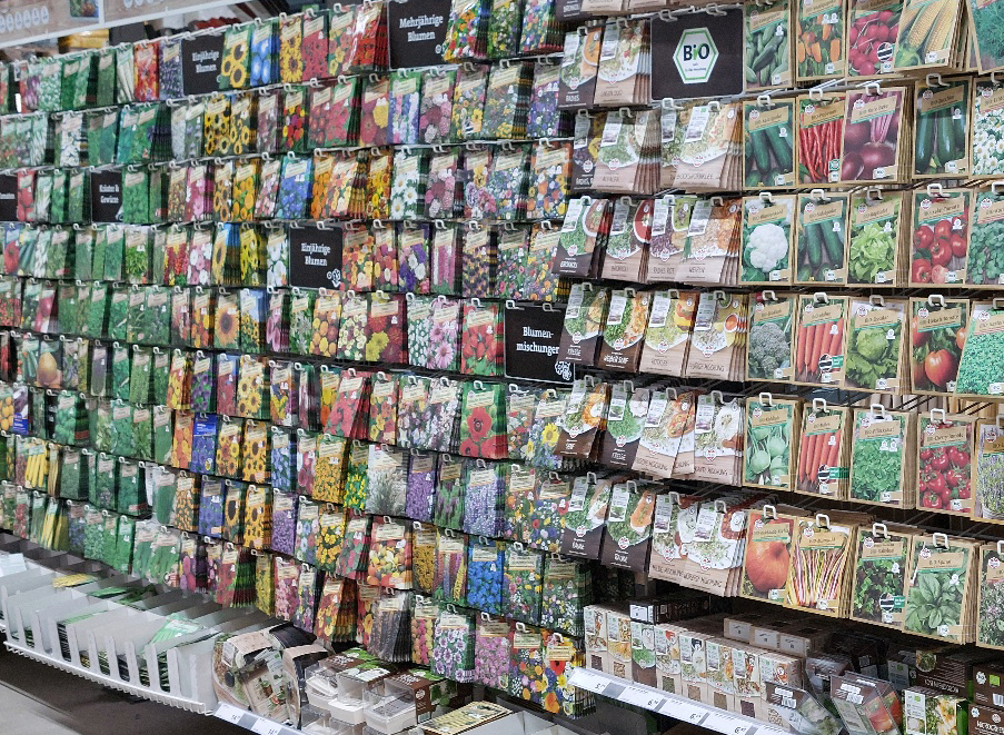 Weiße Lupine: Neue Saatgut-Regeln für Bauern