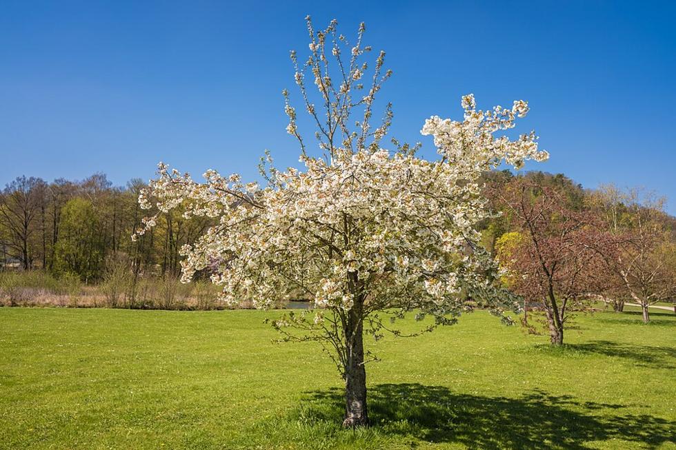 Gelbes Band zeigt Obst zum kostenlosen Ernten