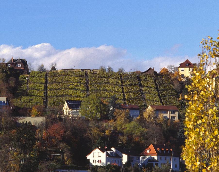 Weinbau in Stuttgart erreicht Tiefststand seit 1991