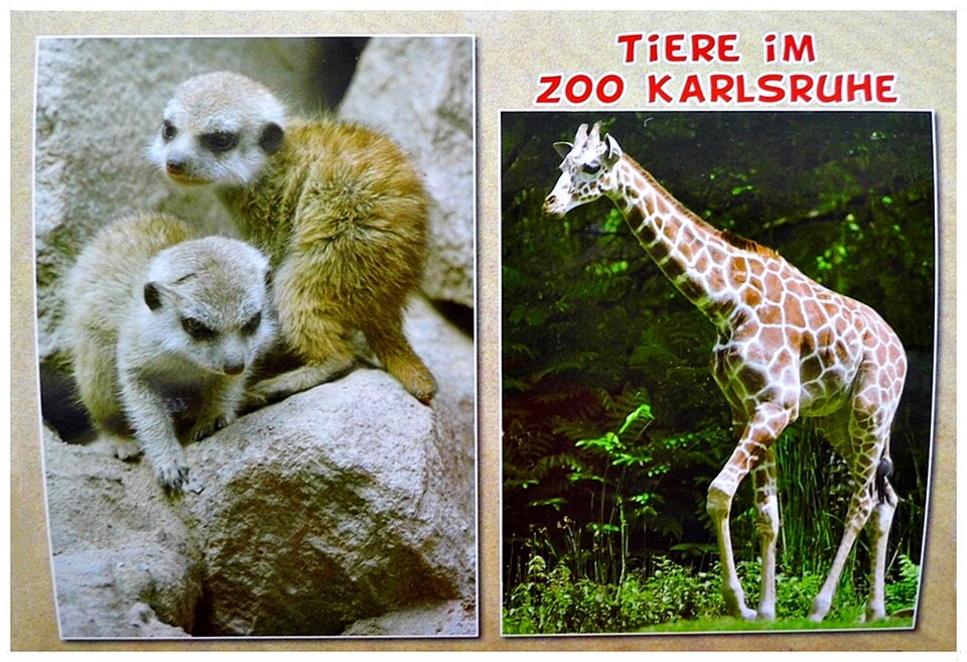 Tierarzt erzählt: So leben Tiere im Karlsruher Zoo