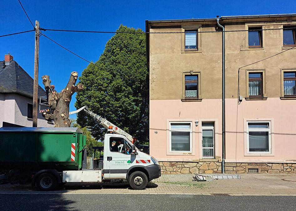 L1185 wird wegen Baumfällarbeiten voll gesperrt