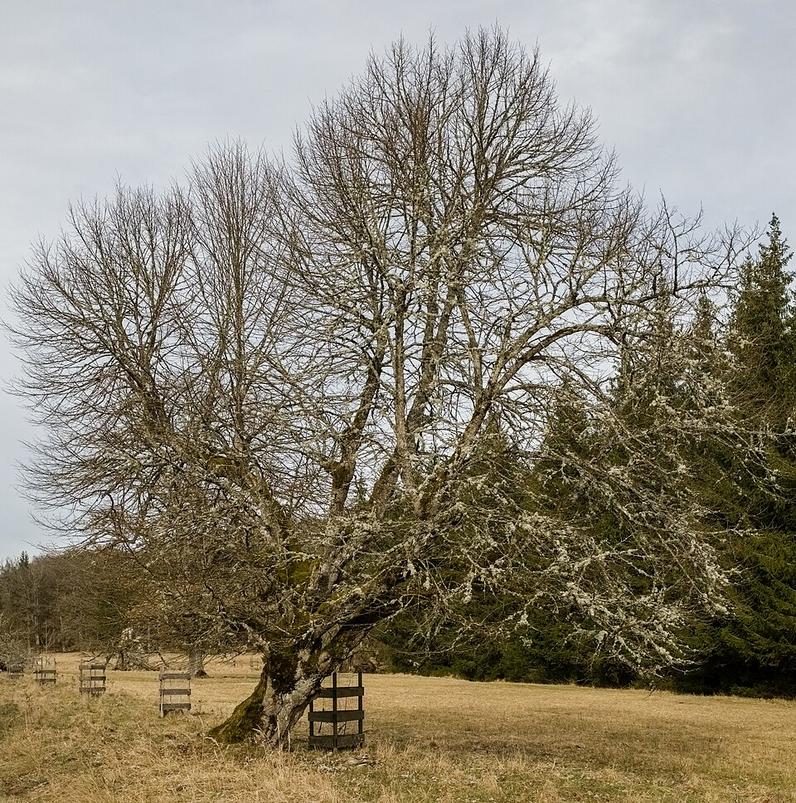 Borkenkäfer im Privatwald früh erkennen und handeln