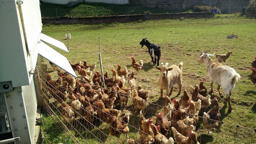 Kinder erleben Abenteuer mit Hühnern und Hunden