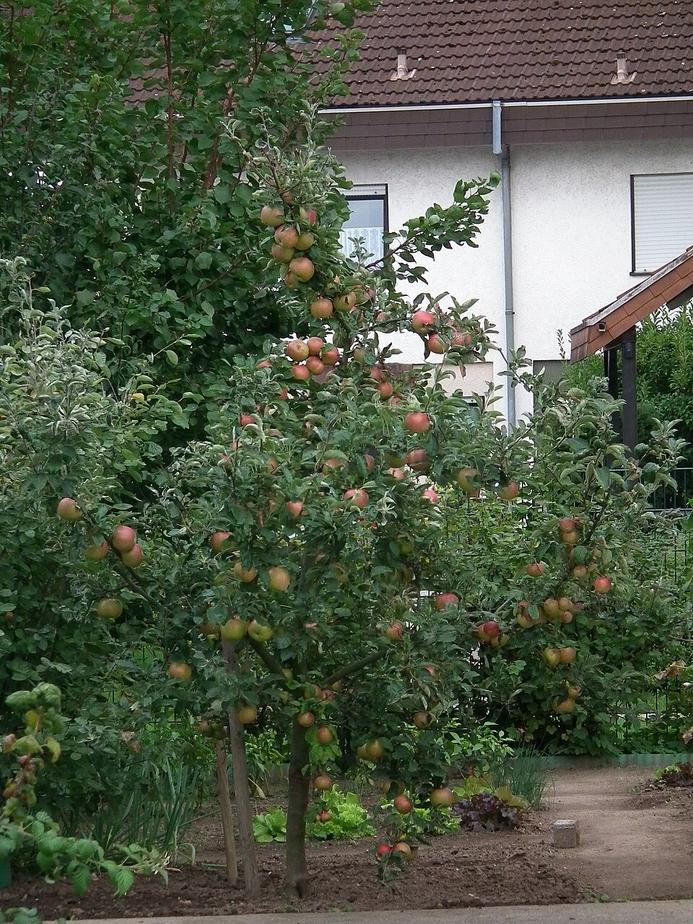 Albershausen sucht Apfelbäume fürs Apfelfest