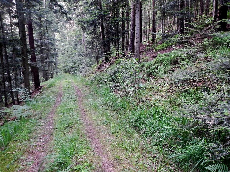 Waldwege am Haslach wegen Bau gesperrt