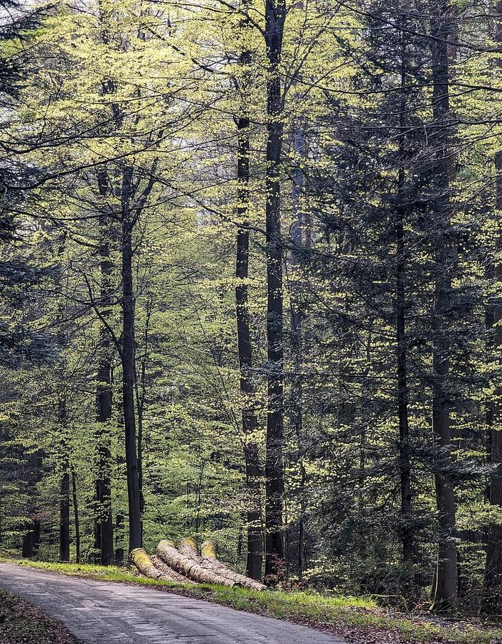 Kirschlorbeer bedroht Gaggenaus Wälder jetzt stoppen