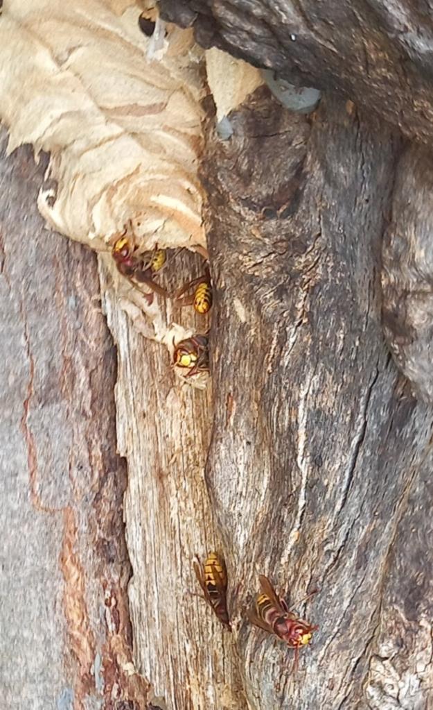 Gemeinde entfernt Nest der Asiatischen Hornisse