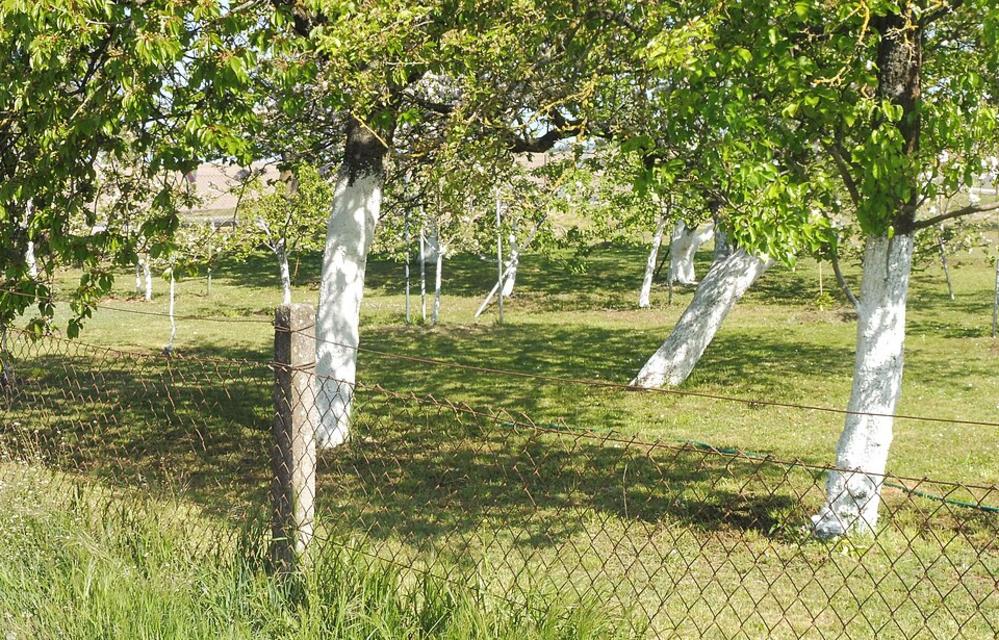 Künzelsau gibt 150 Obstbäume für Wiesen und Gärten
