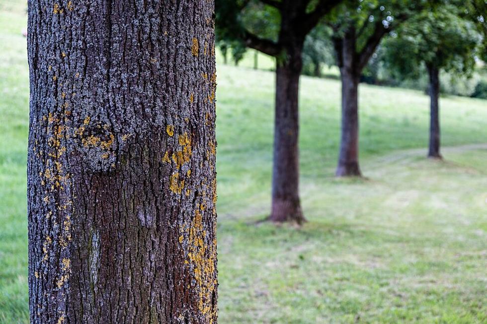 Tübingen setzt stark auf Hitzeschutz und grüne Oasen
