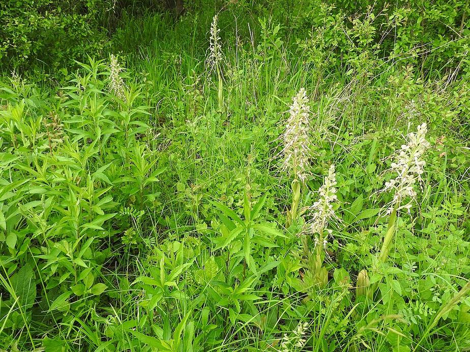 Naturschutzgebiet mähen: Helfer am 17. Oktober gesucht
