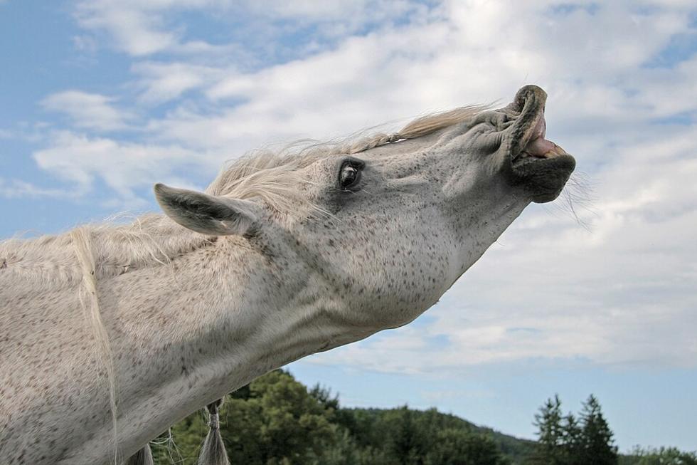 Pferd läuft in Durmersheim durch die Stadt
