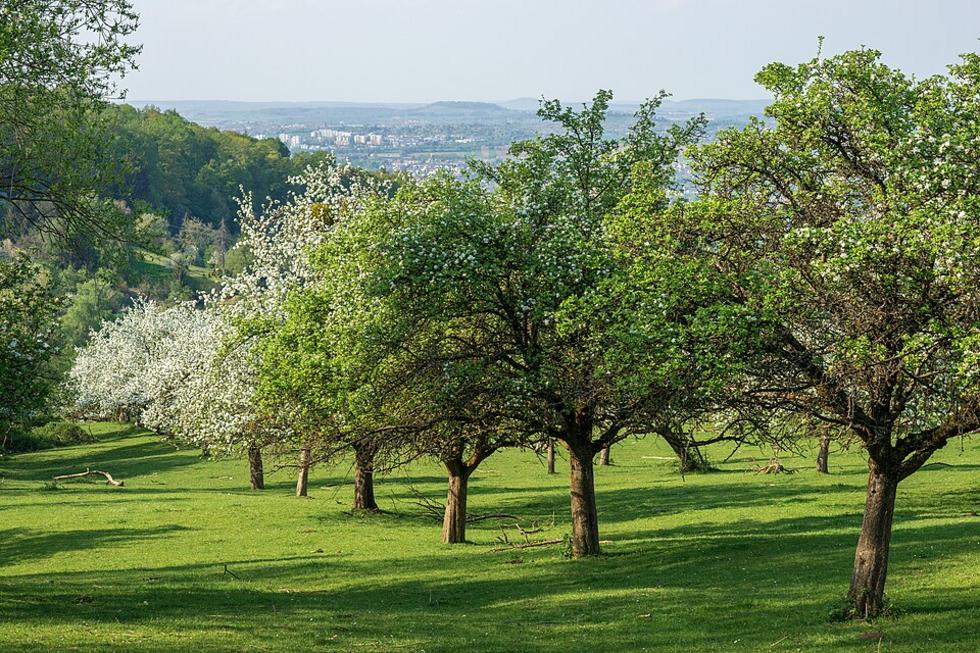 Weinstadt lädt zum Streuobsttag am 18. Oktober ein