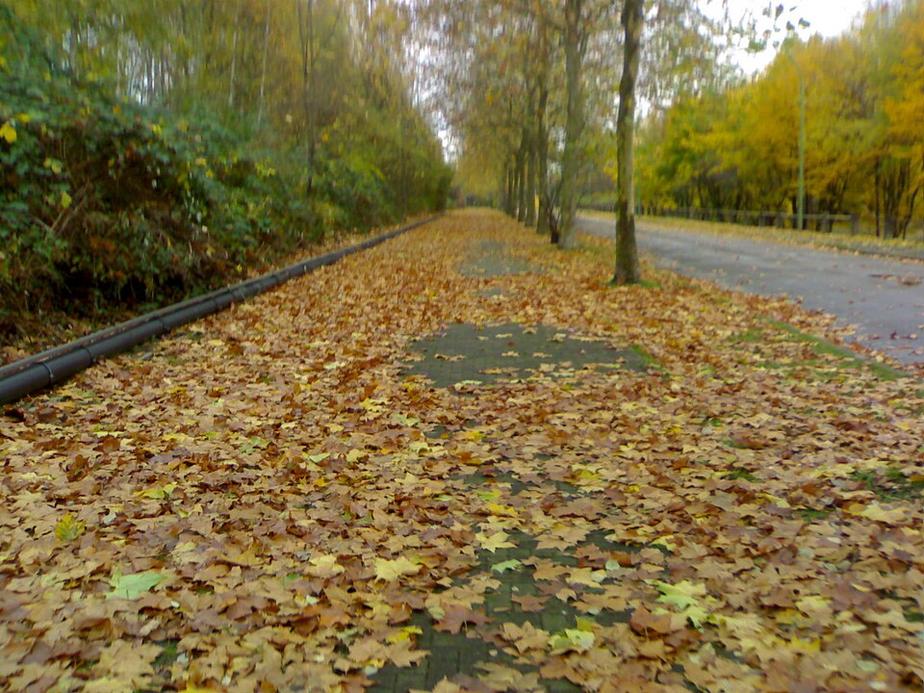 Bischweier holt Laub von der Straße ab