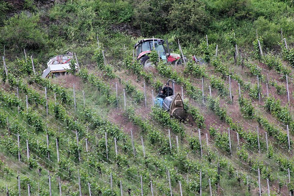Antrag zu Japankäfer-Schäden im Land gestellt