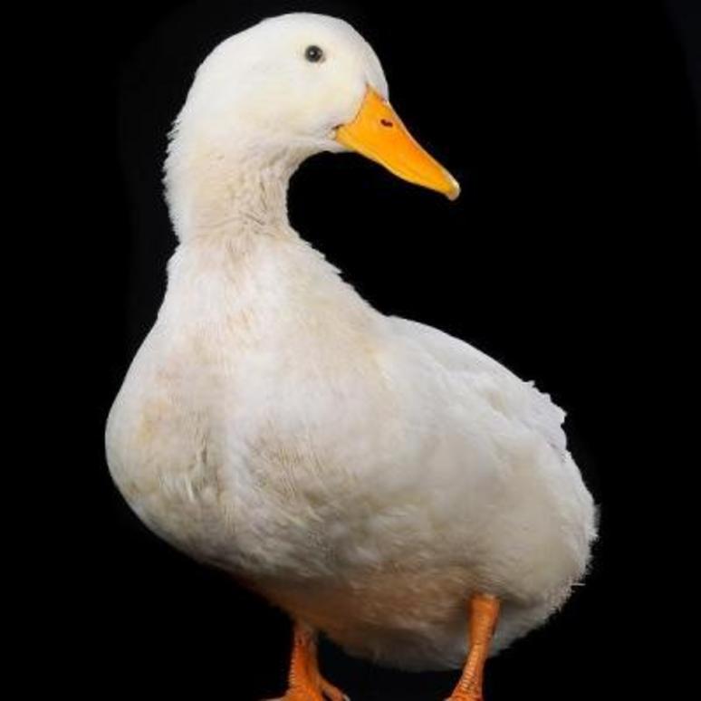 Martinstag