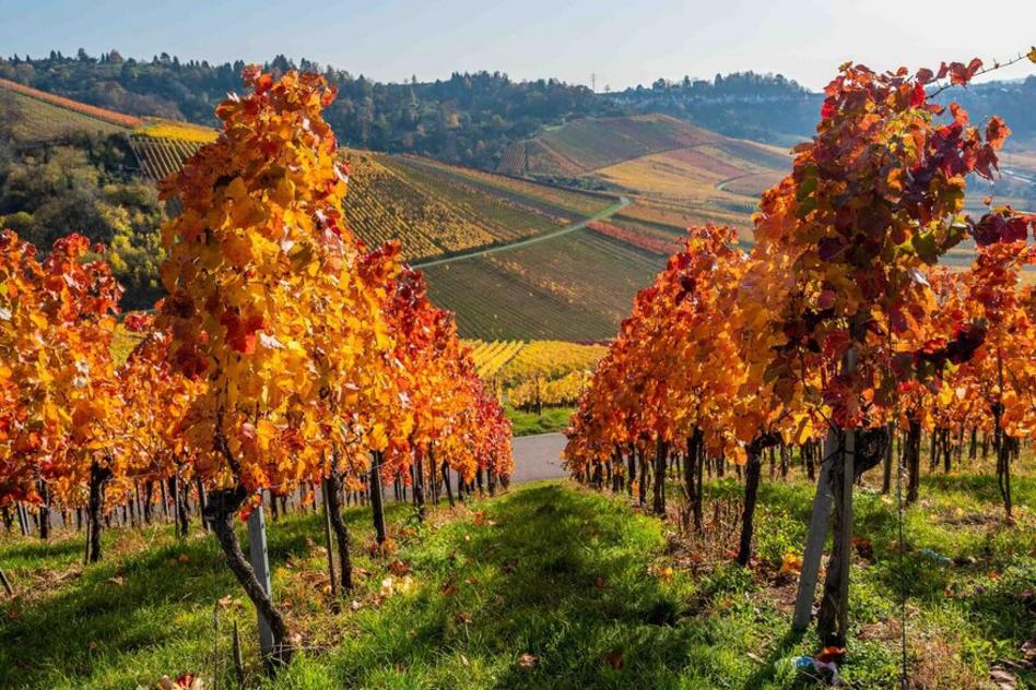 Wandern durch die Weinberge / Hiking through the Vineyards