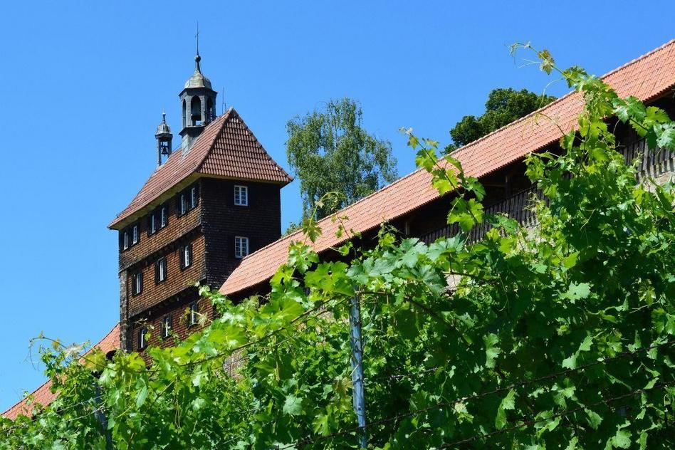 Weinkerne und Rebmesser