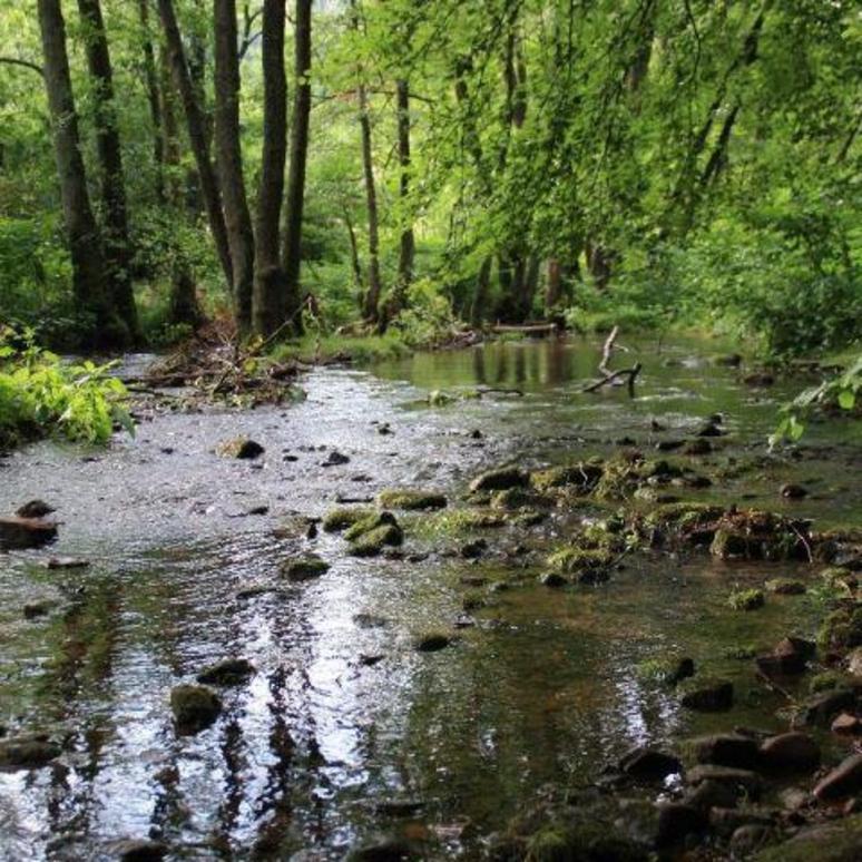 Im Auwald Rappenwörth