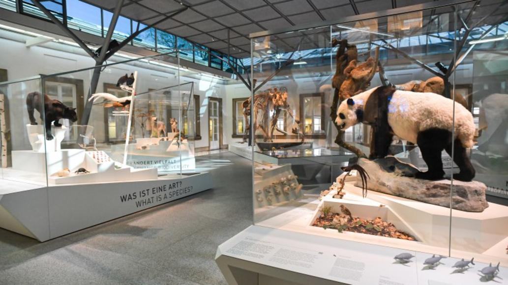 Naturkundemuseum Schloss Rosenstein - Dauerausstellung