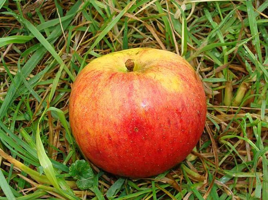 TOP Familienzeit im Obstgarten