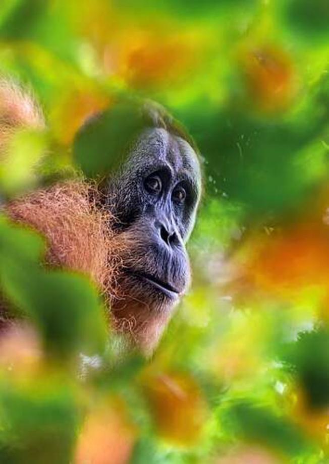 TOP WunderWelten-Festival – Borneo Dschungelleben