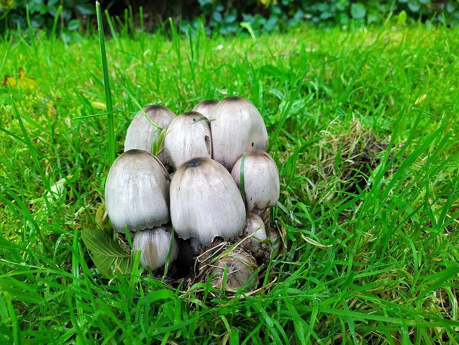 Die wunderbare Welt der Pilze – Mykologische Exkursion im Heidelberger Stadtwald