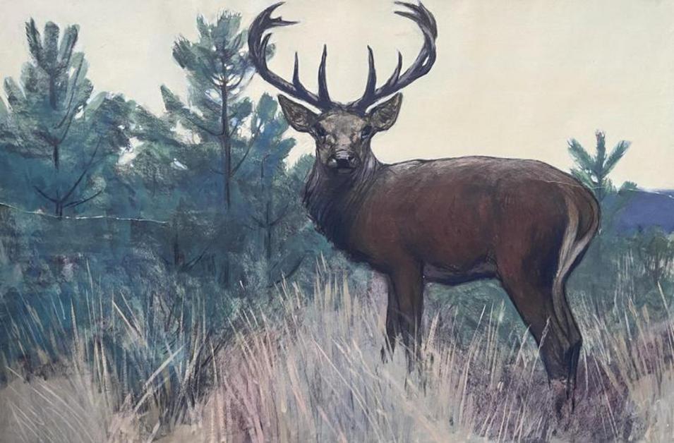 Tiere - Pfoten, Hufe, Federn